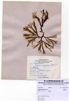 藏品(厚緣藻)的圖片